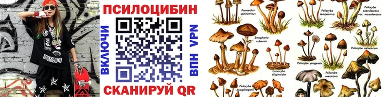 Галлюциногенные грибы Psilocybe  как найти наркотики  Белоозёрский 